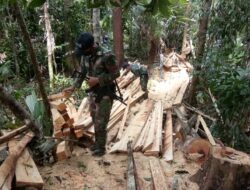 Satgas Yonif 642/Kapuas Amankan Kayu Hasil Illegal Logging di Perbatasan kalbar